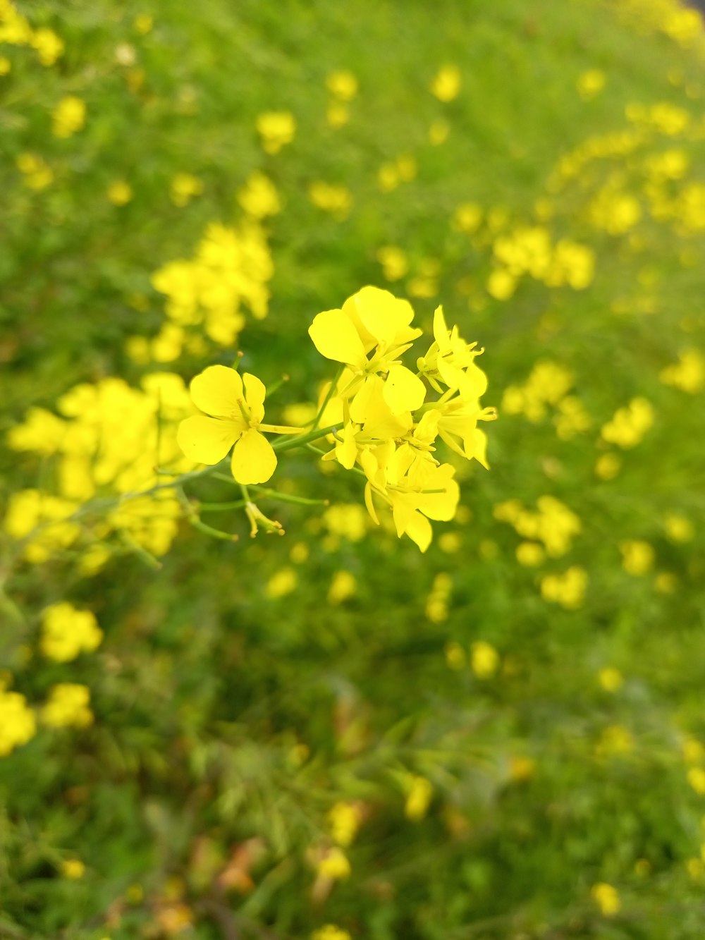 a close up of a plant