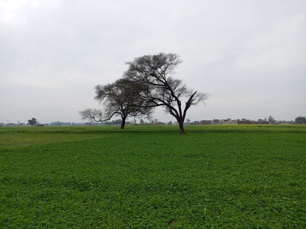 a couple trees in a field with Manassas National Battlefield Park in the background