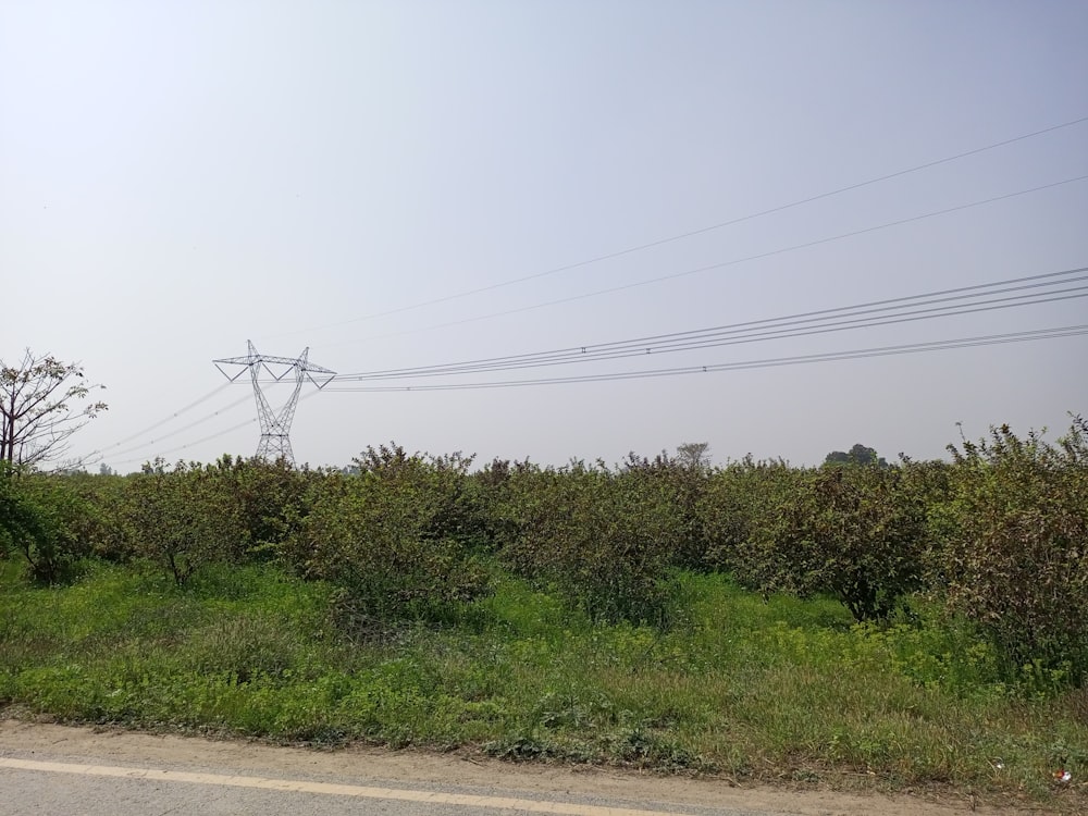 a group of bushes next to a road