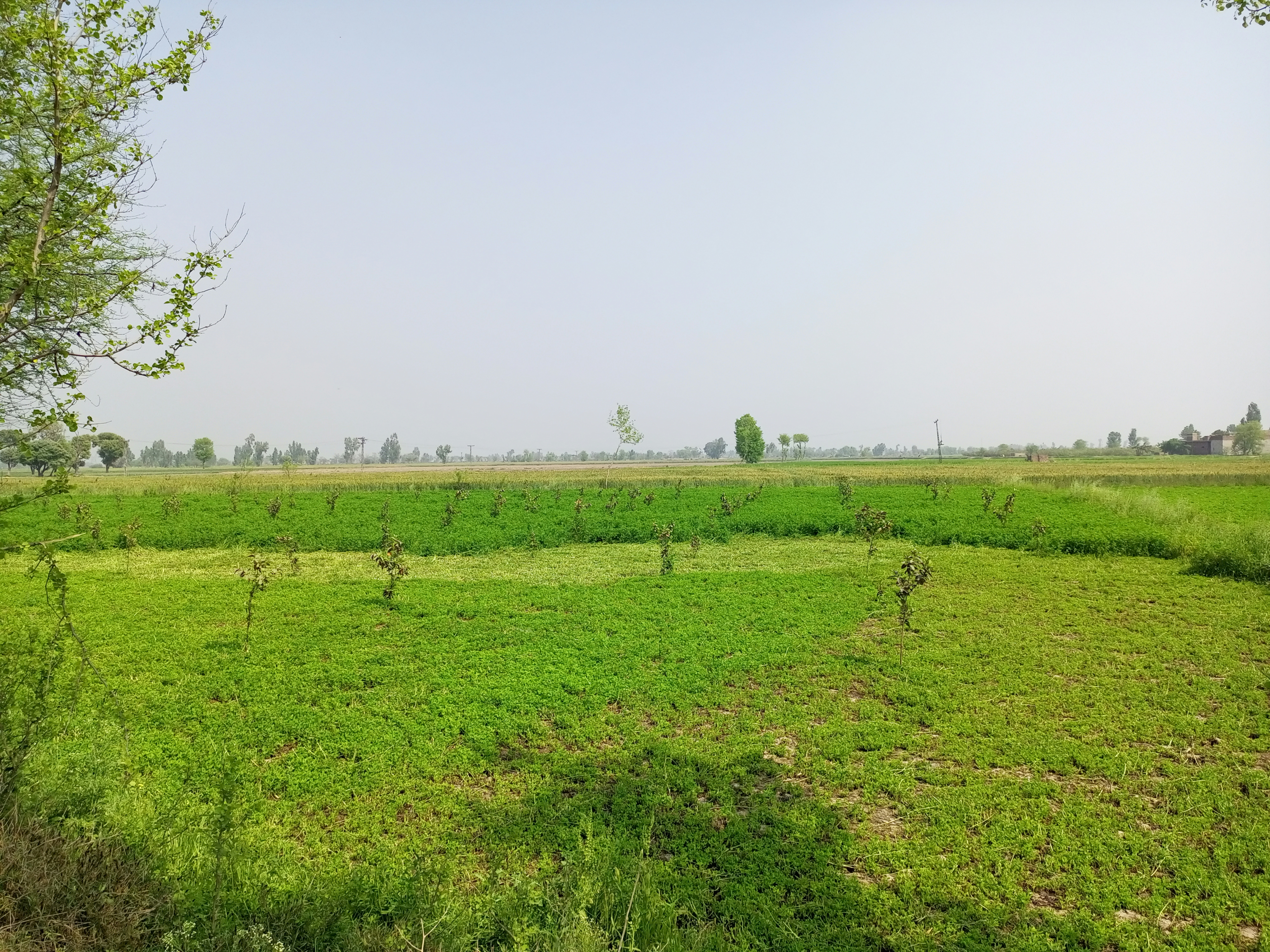 a field of green grass