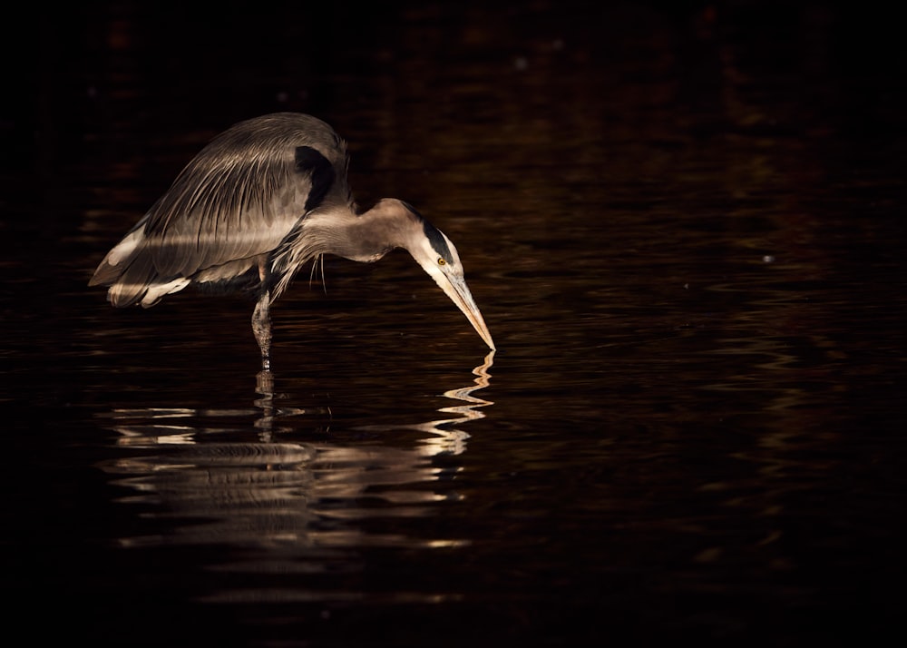 a bird in the water