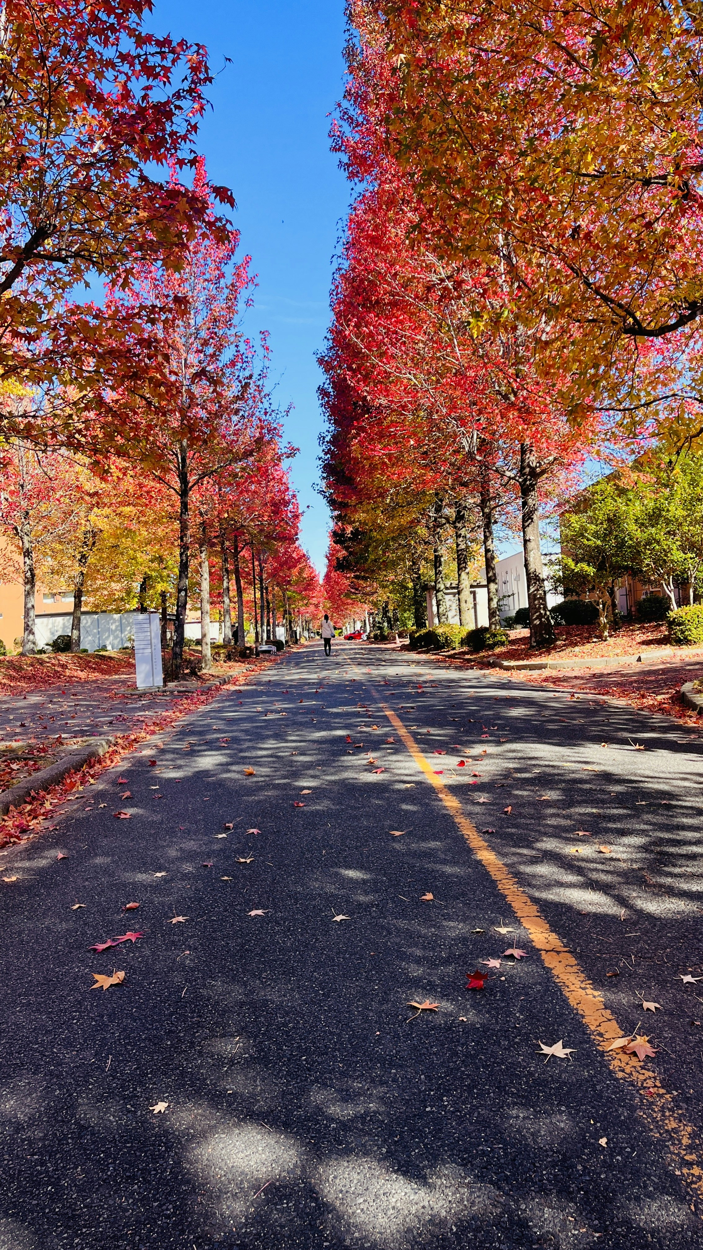 Photo by goldilocksgoldie