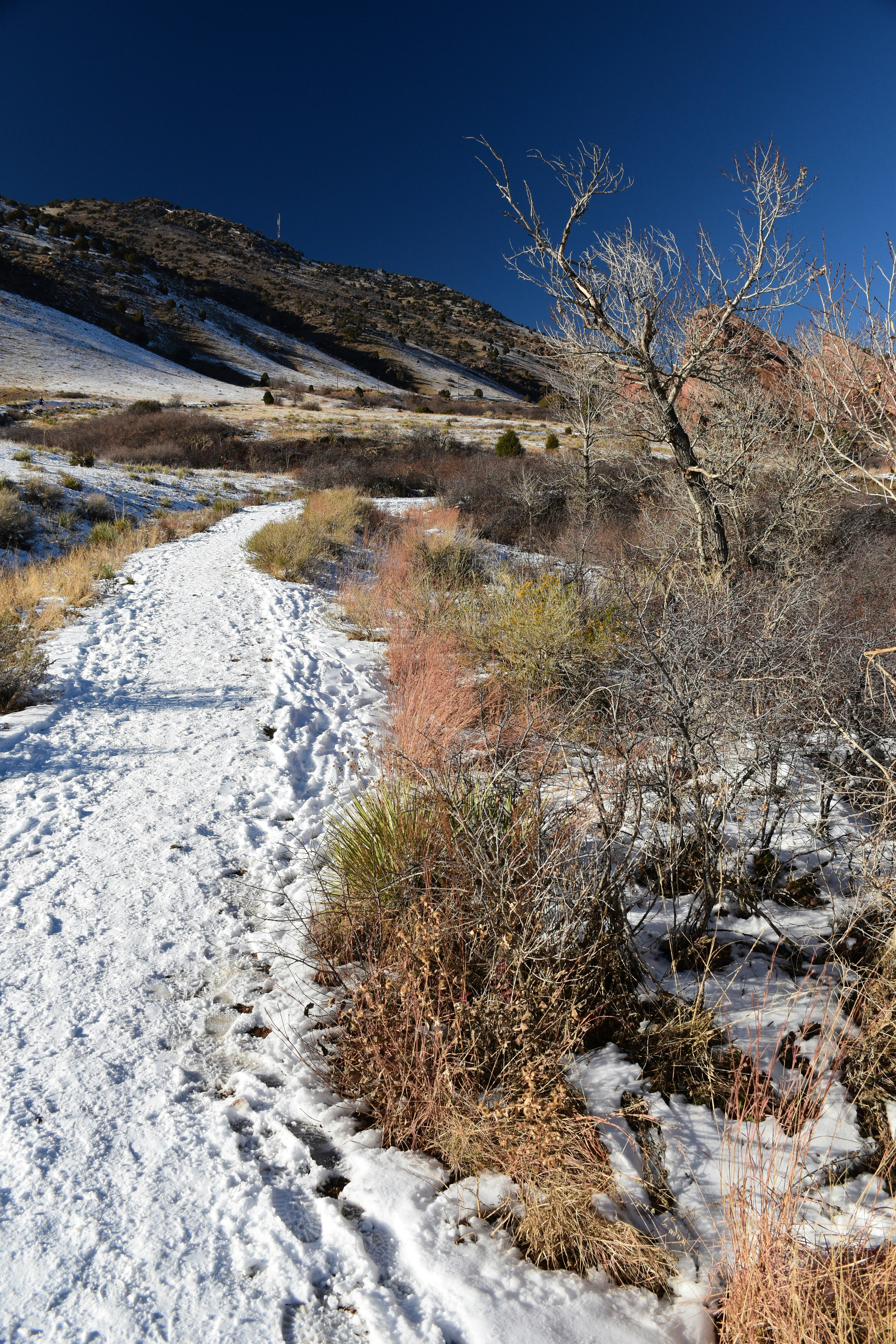 a snowy landscape with trees