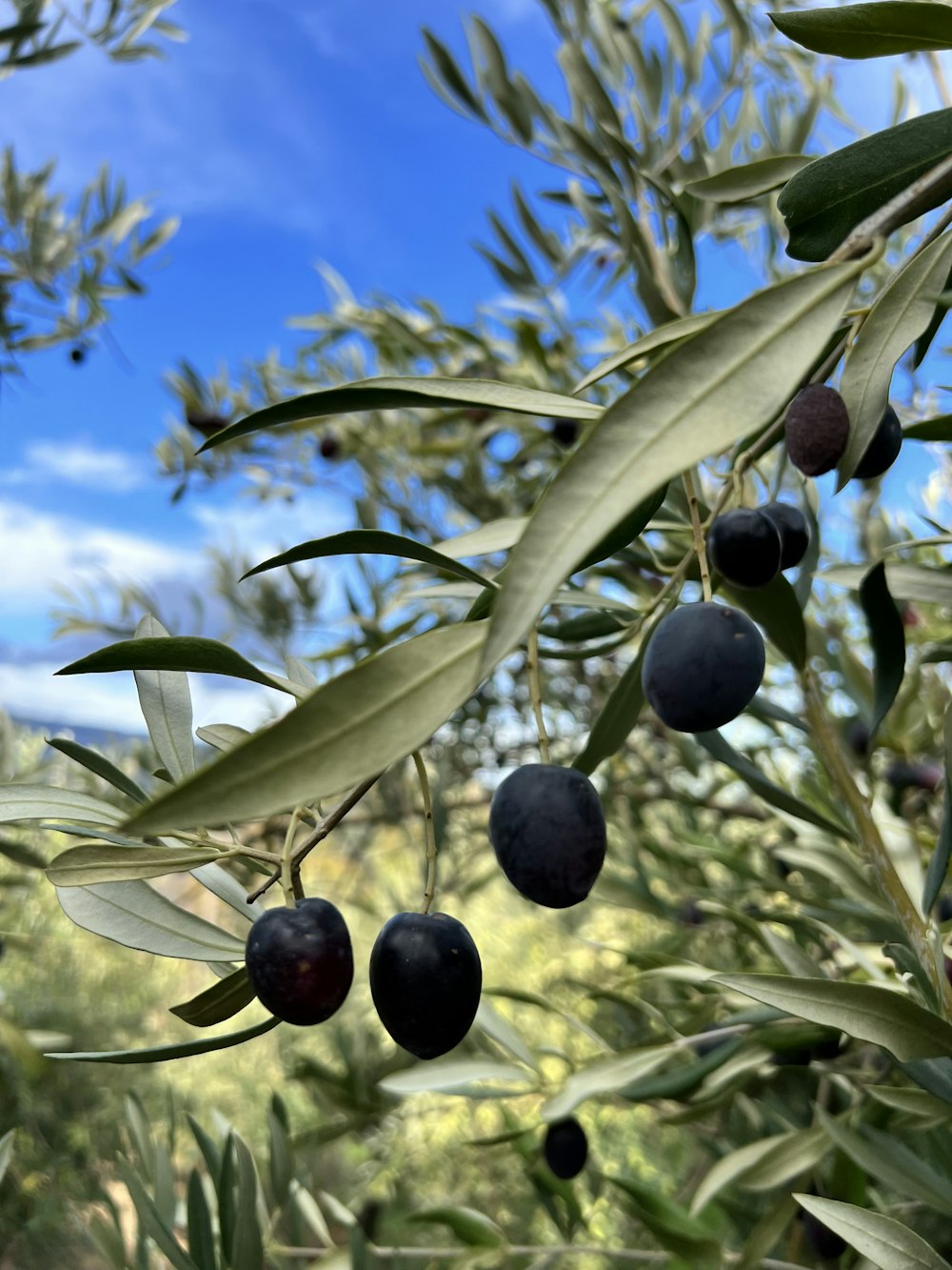 a close-up of some berries