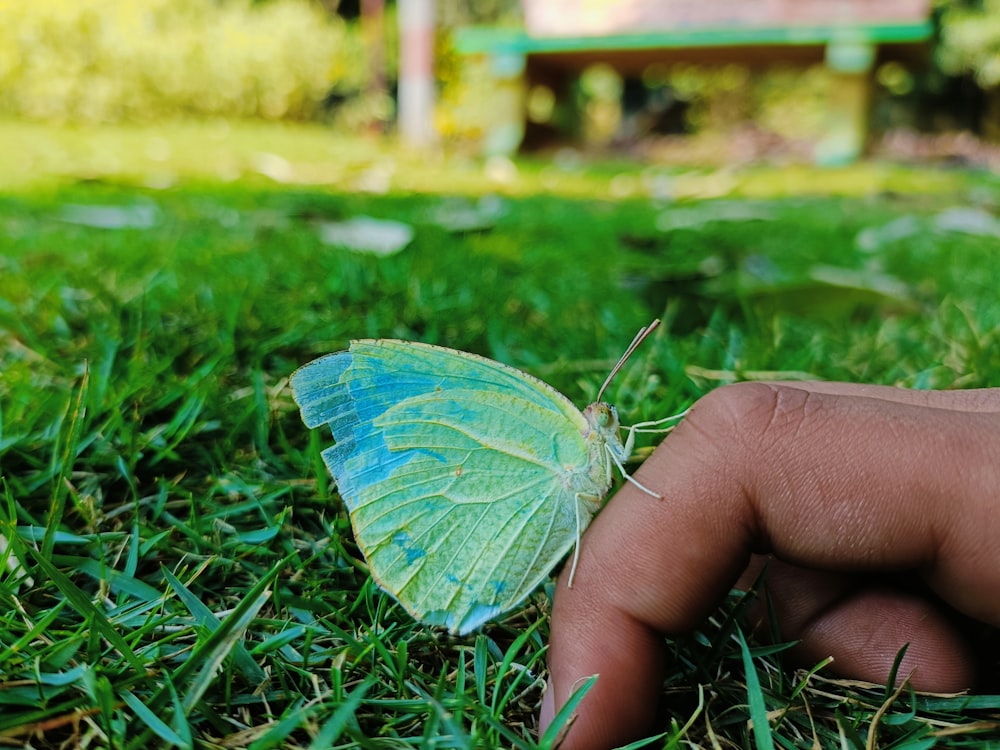 a person holding a butterfly
