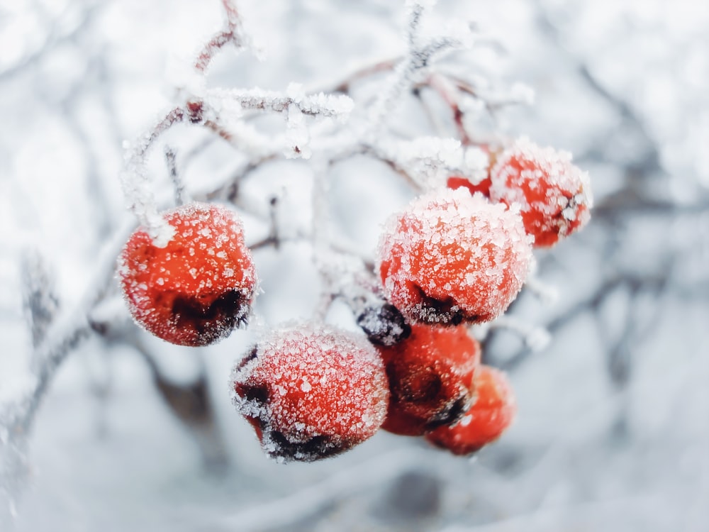 a close up of some berries