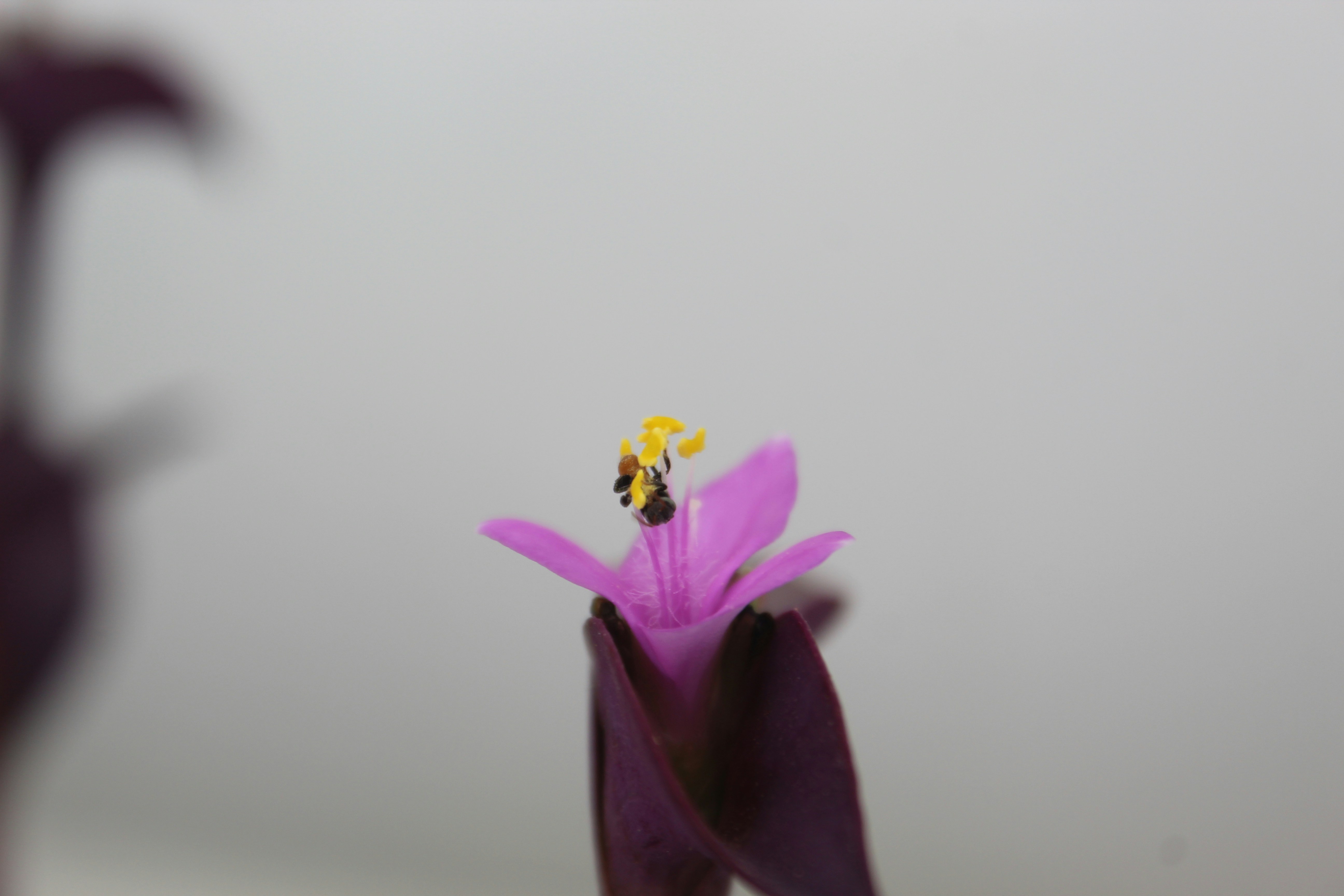 a close up of a flower