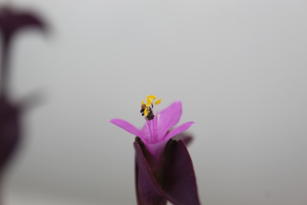 a close up of a flower