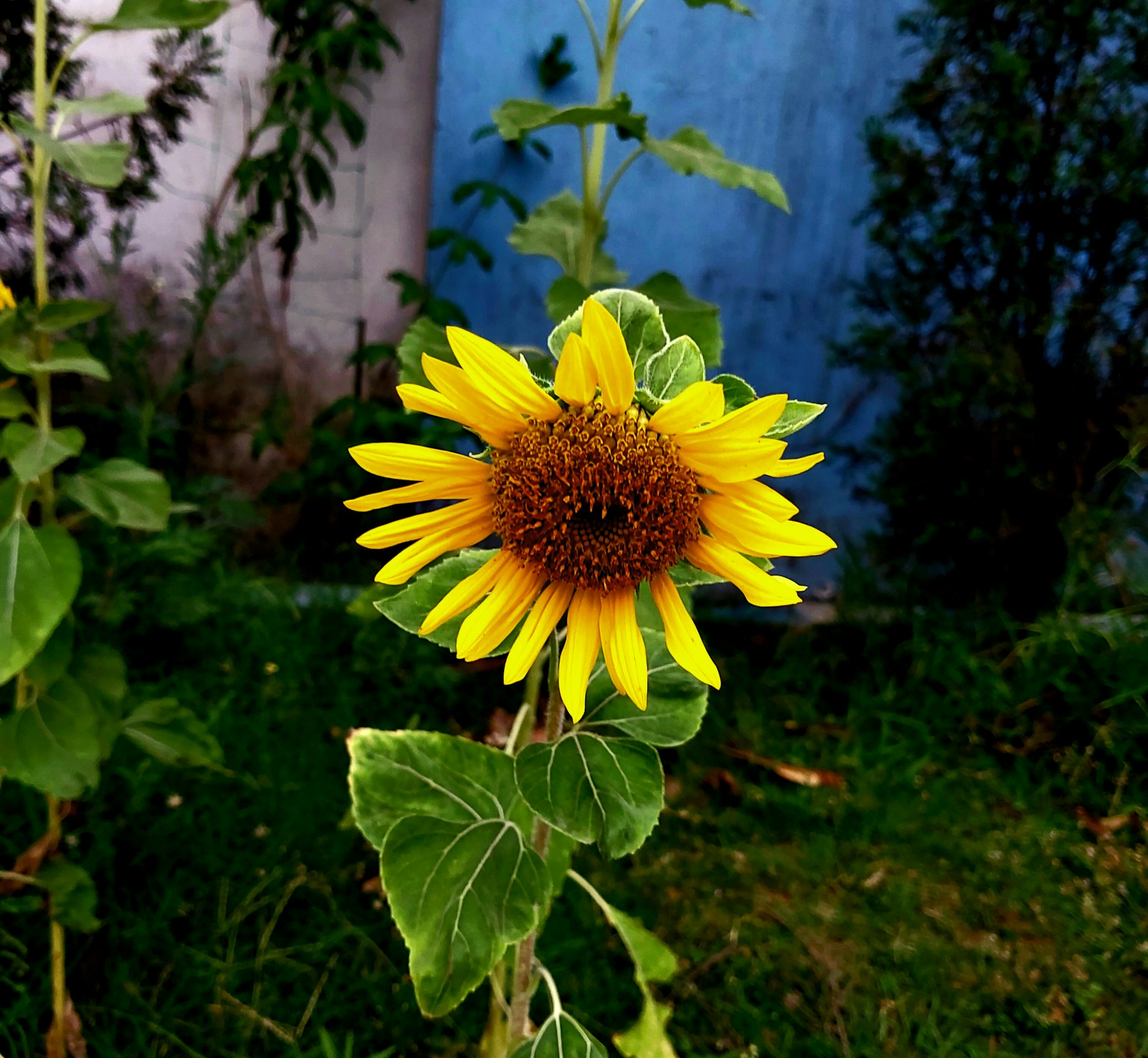 a yellow flower with green leaves