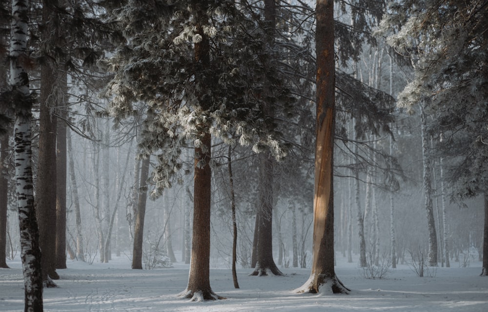 a group of trees in a snowy area