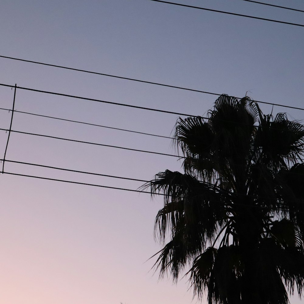 a palm tree and power lines