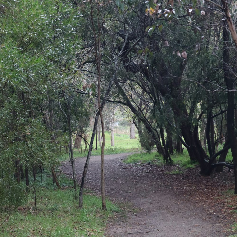 a dirt path through a forest