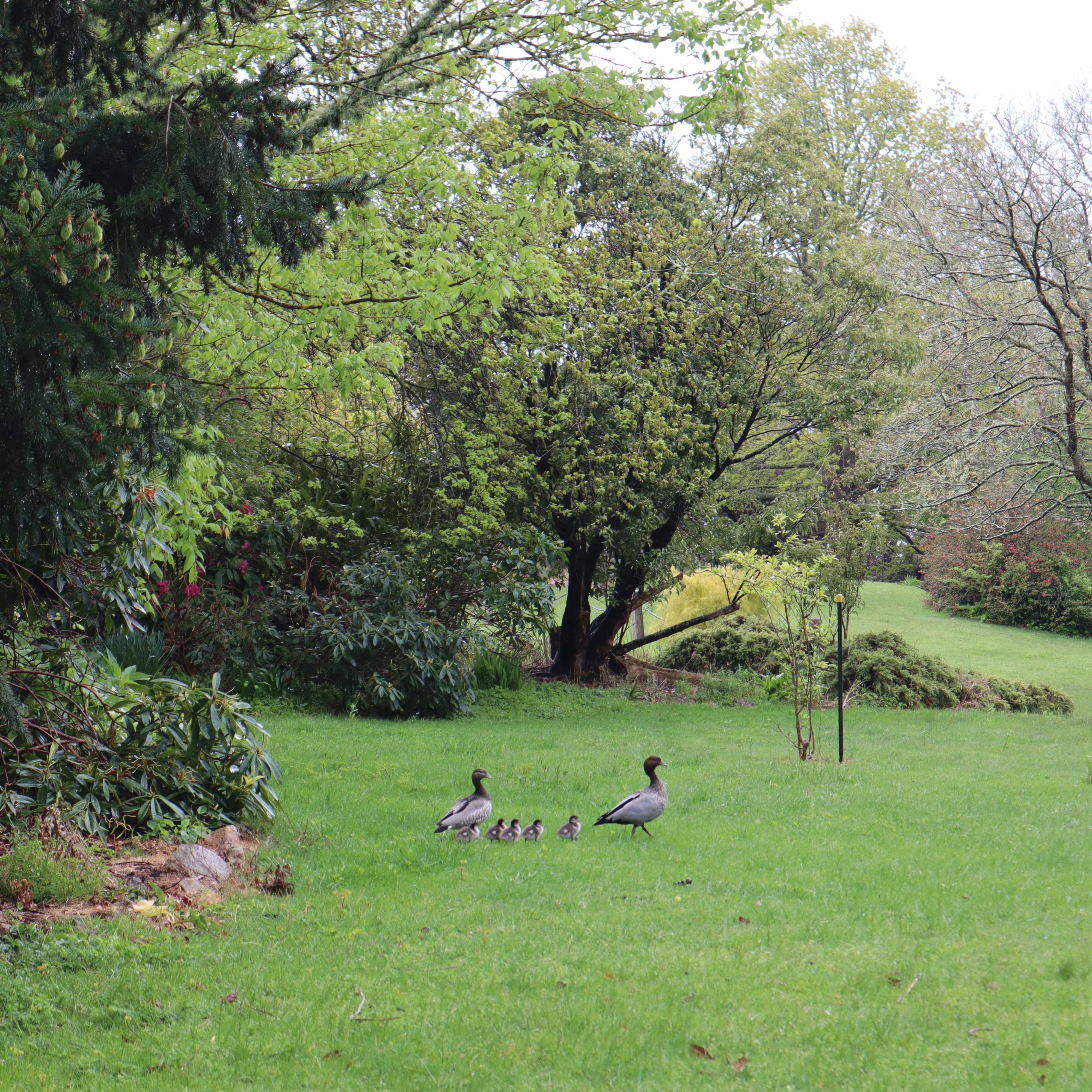 A group of ducks in a park photo Free Arthurs seat vic Image on Unsplash