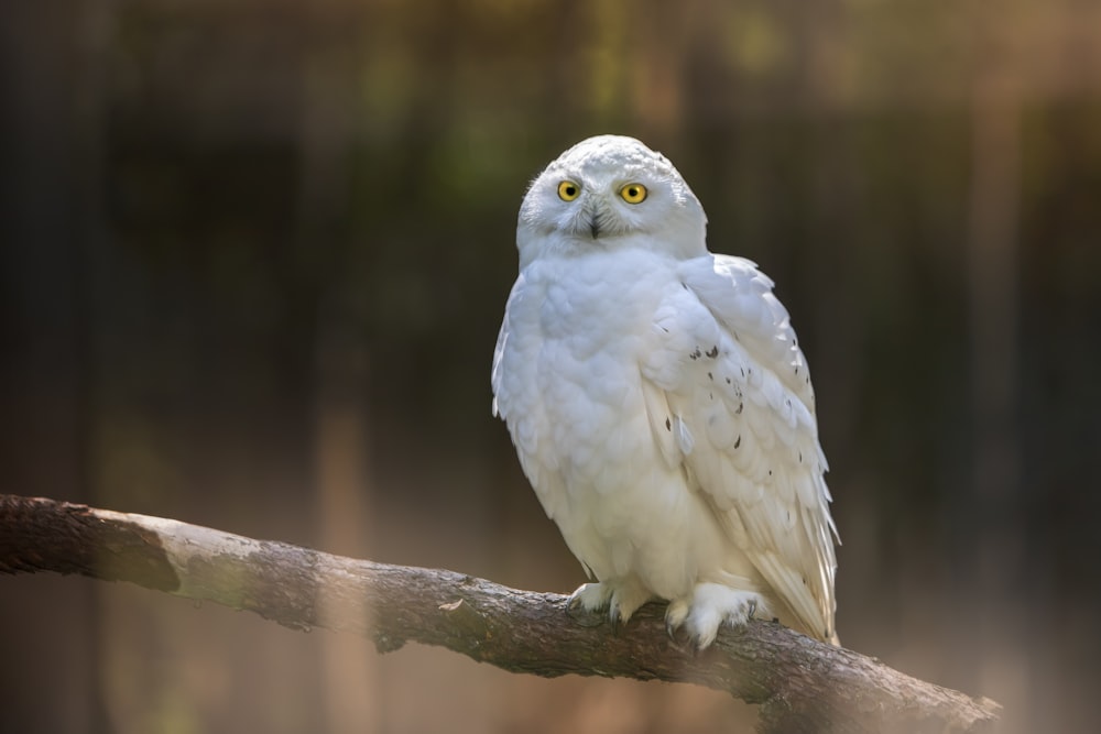 an owl on a branch