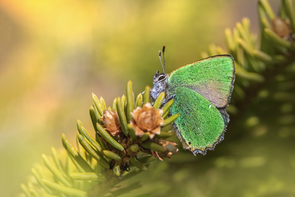 a couple of butterflies on a plant