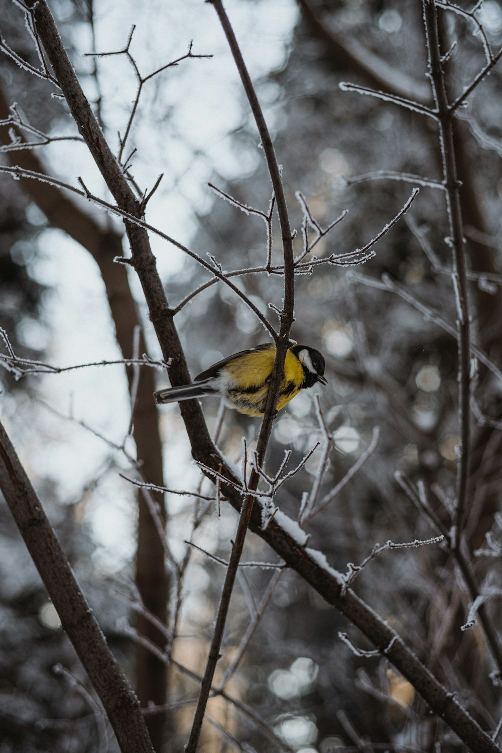 a yellow bird on a tree branch