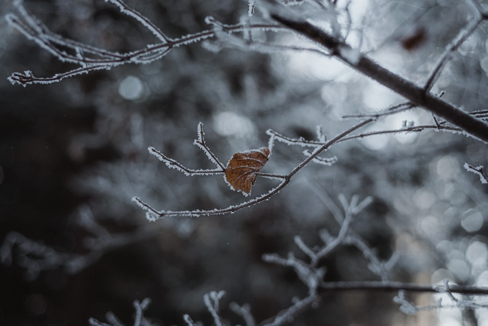 a leaf on a tree branch