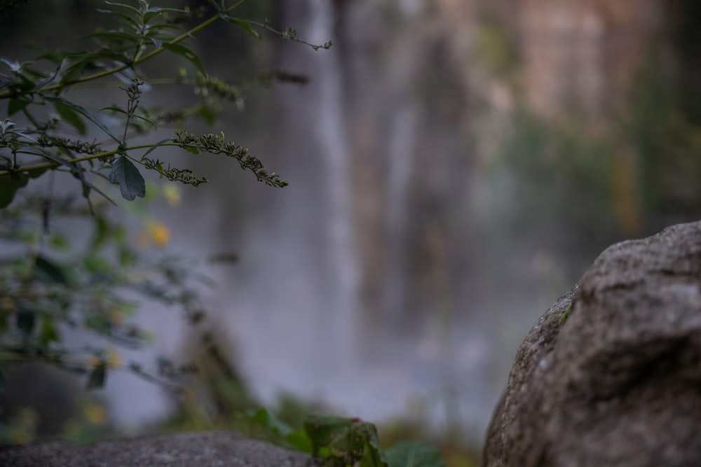 a tree branch with water in the background