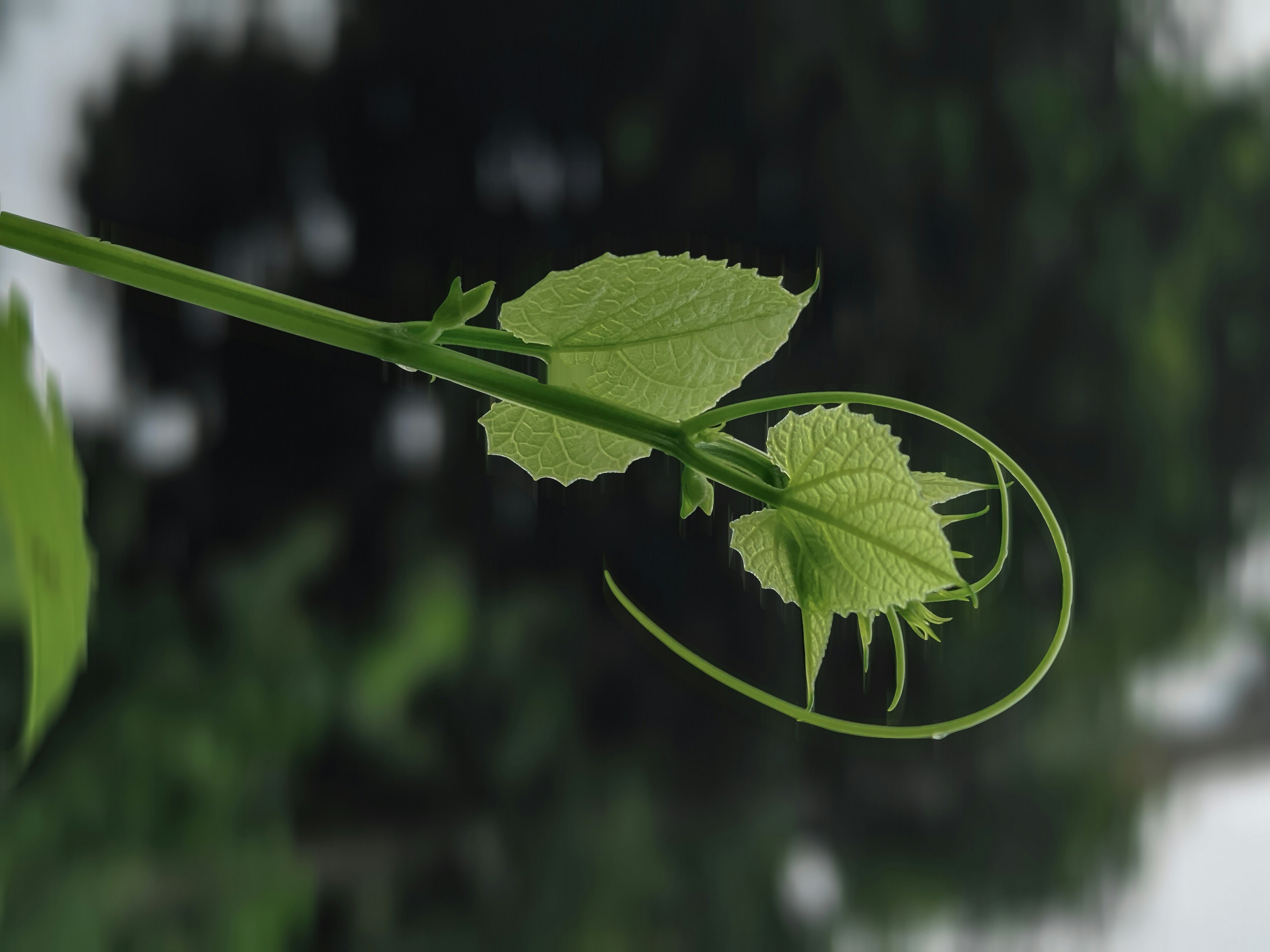 a close up of a leaf