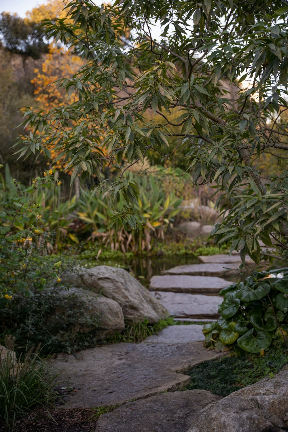 a stone path with plants and rocks