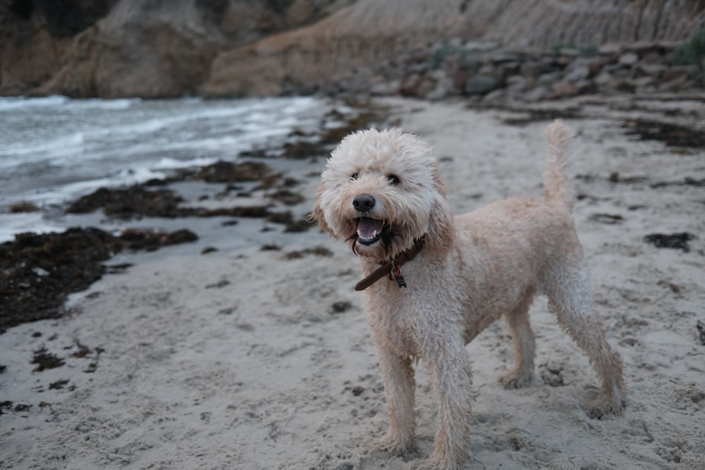 a dog standing on a beach