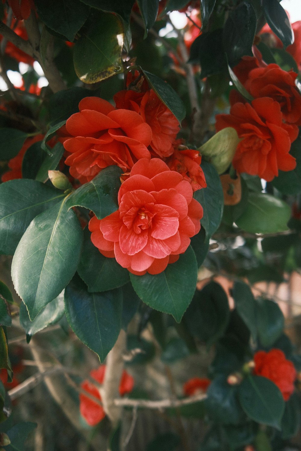 a group of red flowers