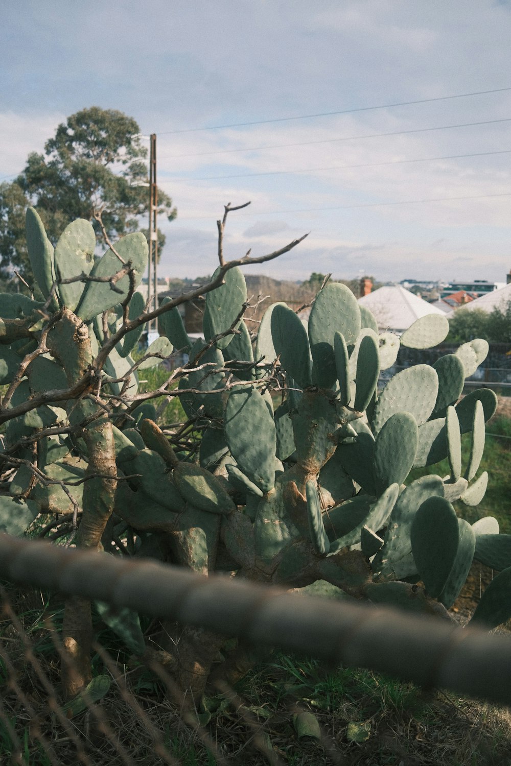 Un cactus en un campo