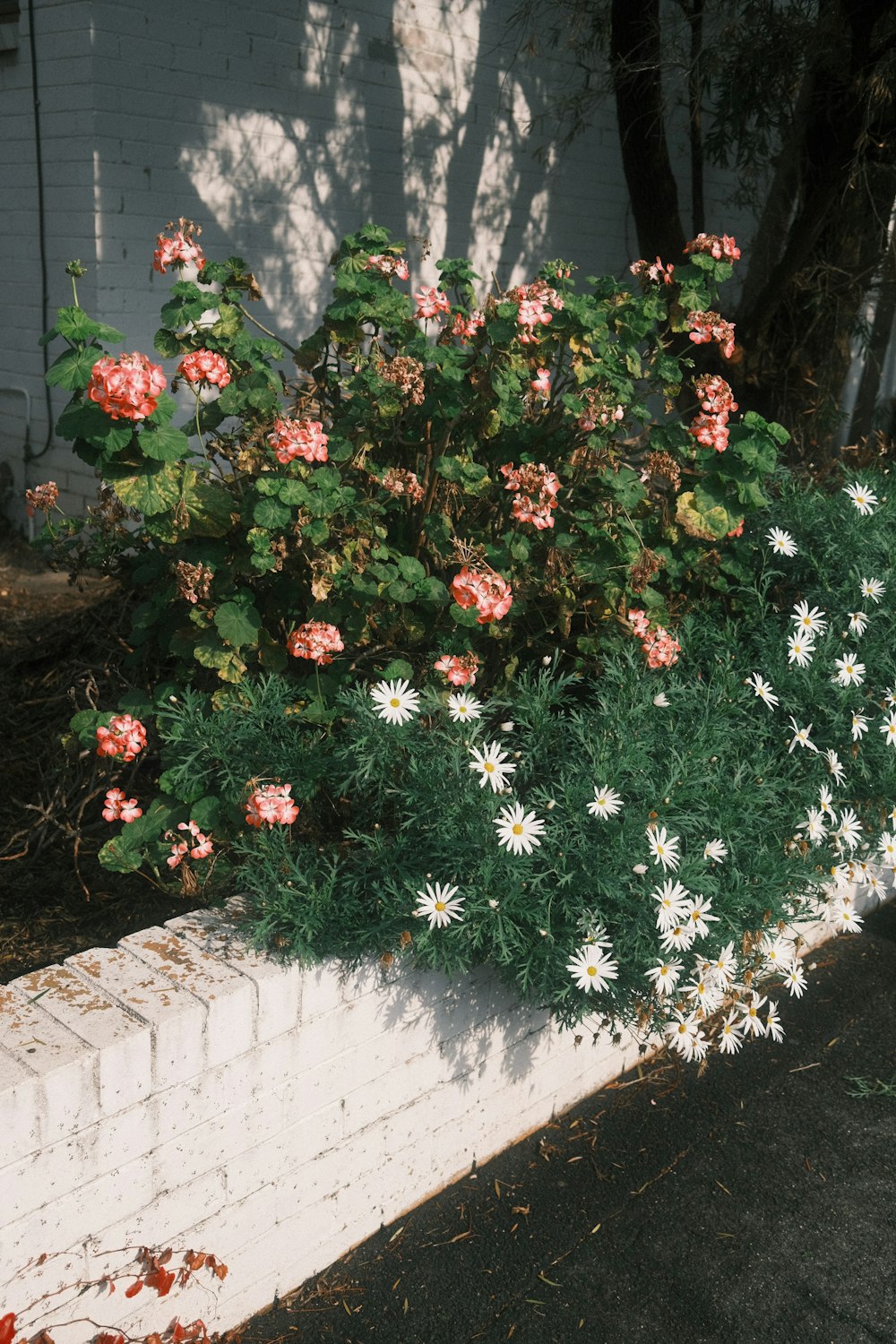 a bush with red flowers