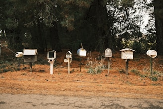A row of various unique mailboxes stands beside a rural road, set against a background of tall, shadowy trees. The ground is covered in a layer of orange-brown pine needles.