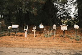 A row of various unique mailboxes stands beside a rural road, set against a background of tall, shadowy trees. The ground is covered in a layer of orange-brown pine needles.