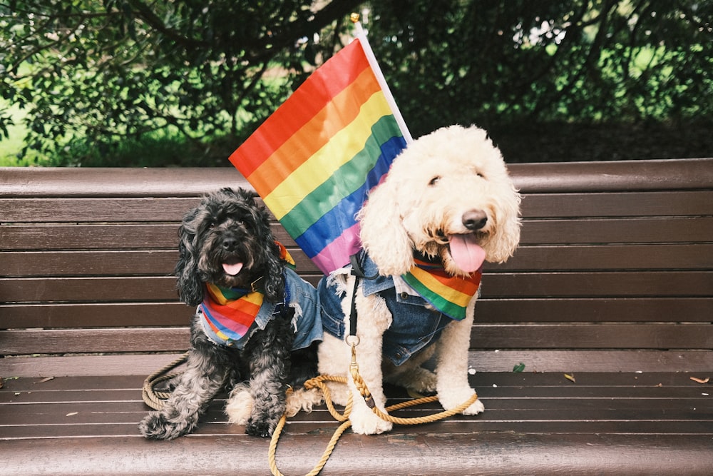 two dogs wearing clothing