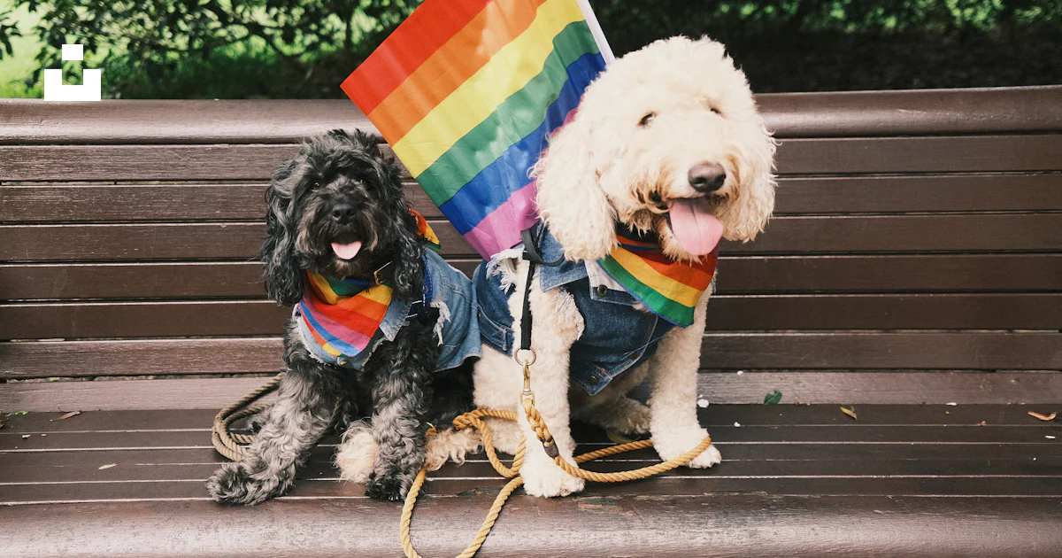 Two dogs wearing clothing photo β Free Dog Image on Unsplash