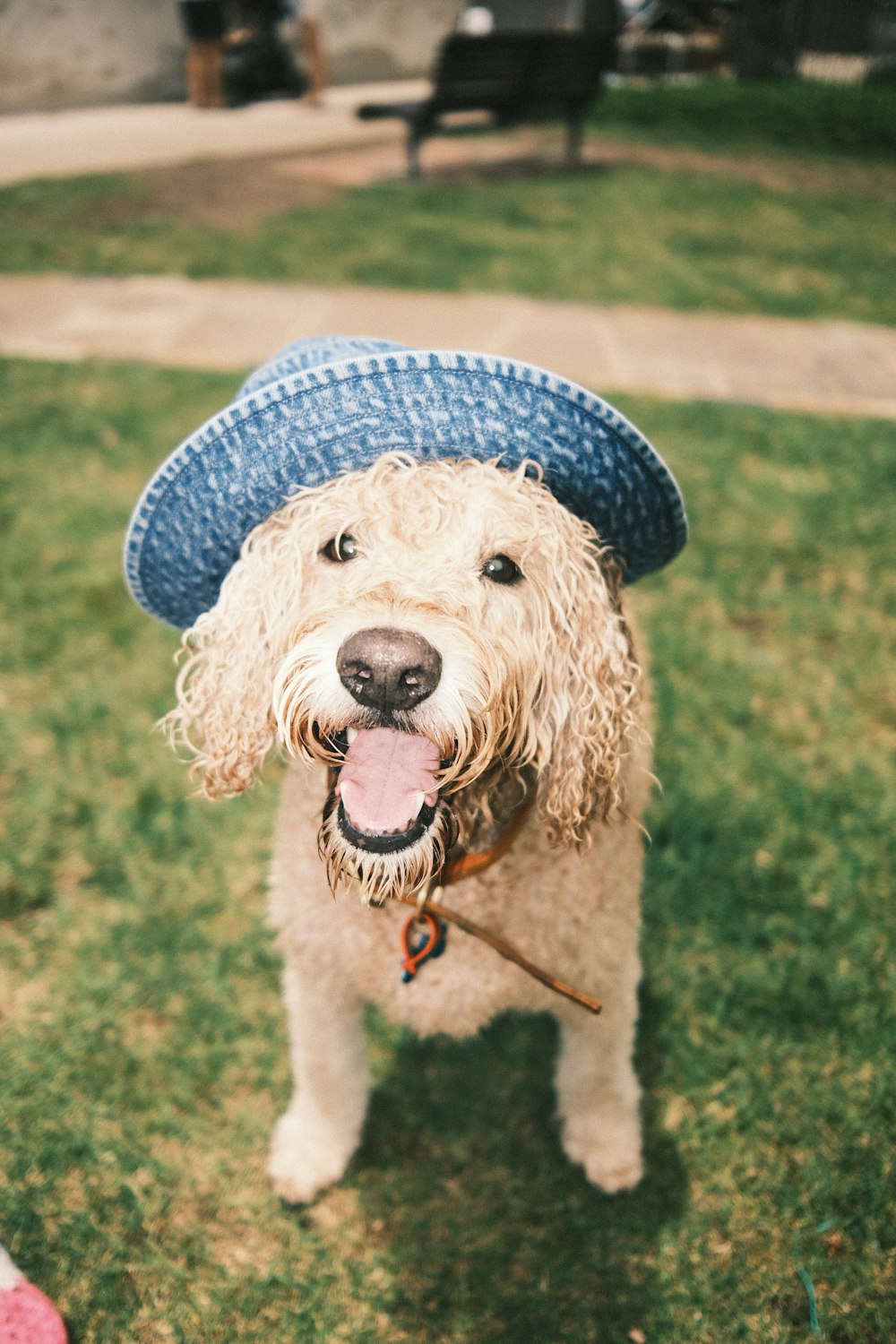 un perro con sombrero