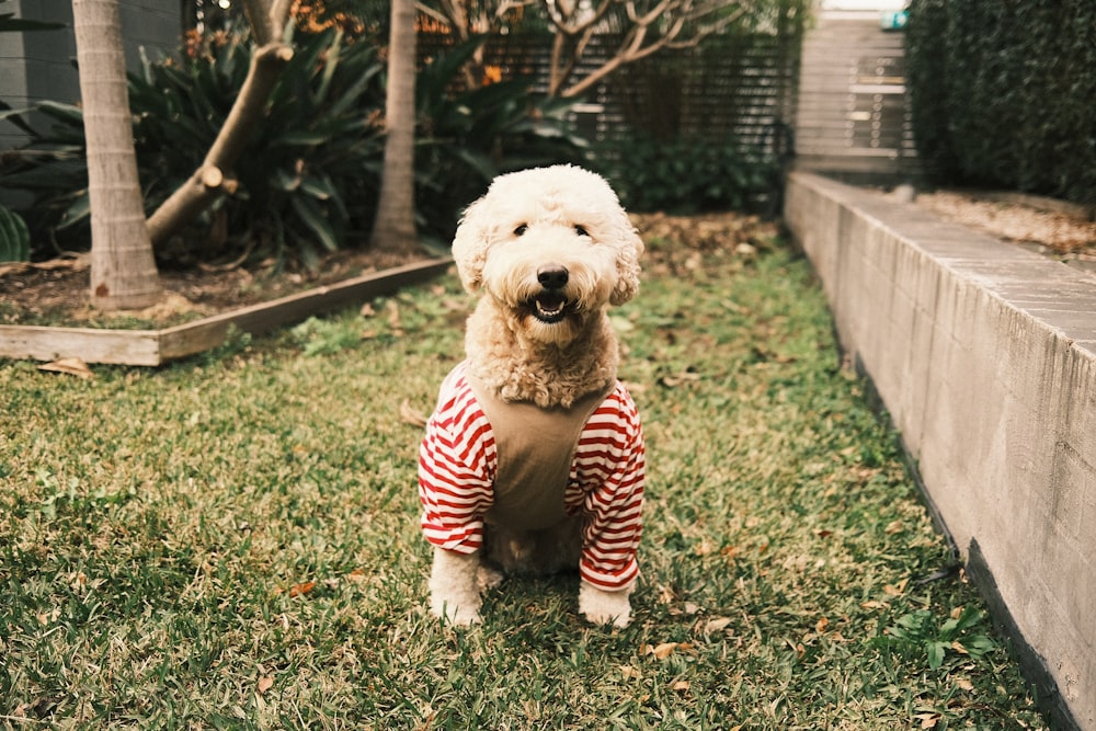a dog wearing a sweater