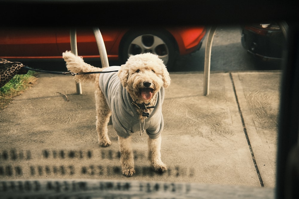 a dog with a leash on a sidewalk