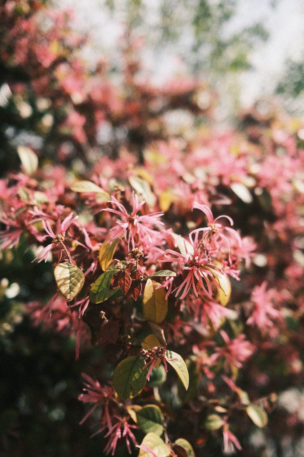 a close up of a plant