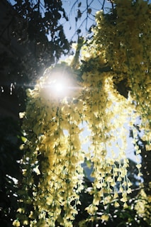Sunlight filtering through vibrant flowers during the Festival SolSiembra in Barichara