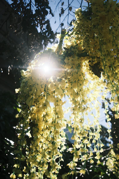 Sunlight filtering through vibrant flowers in Barichara during the festival.