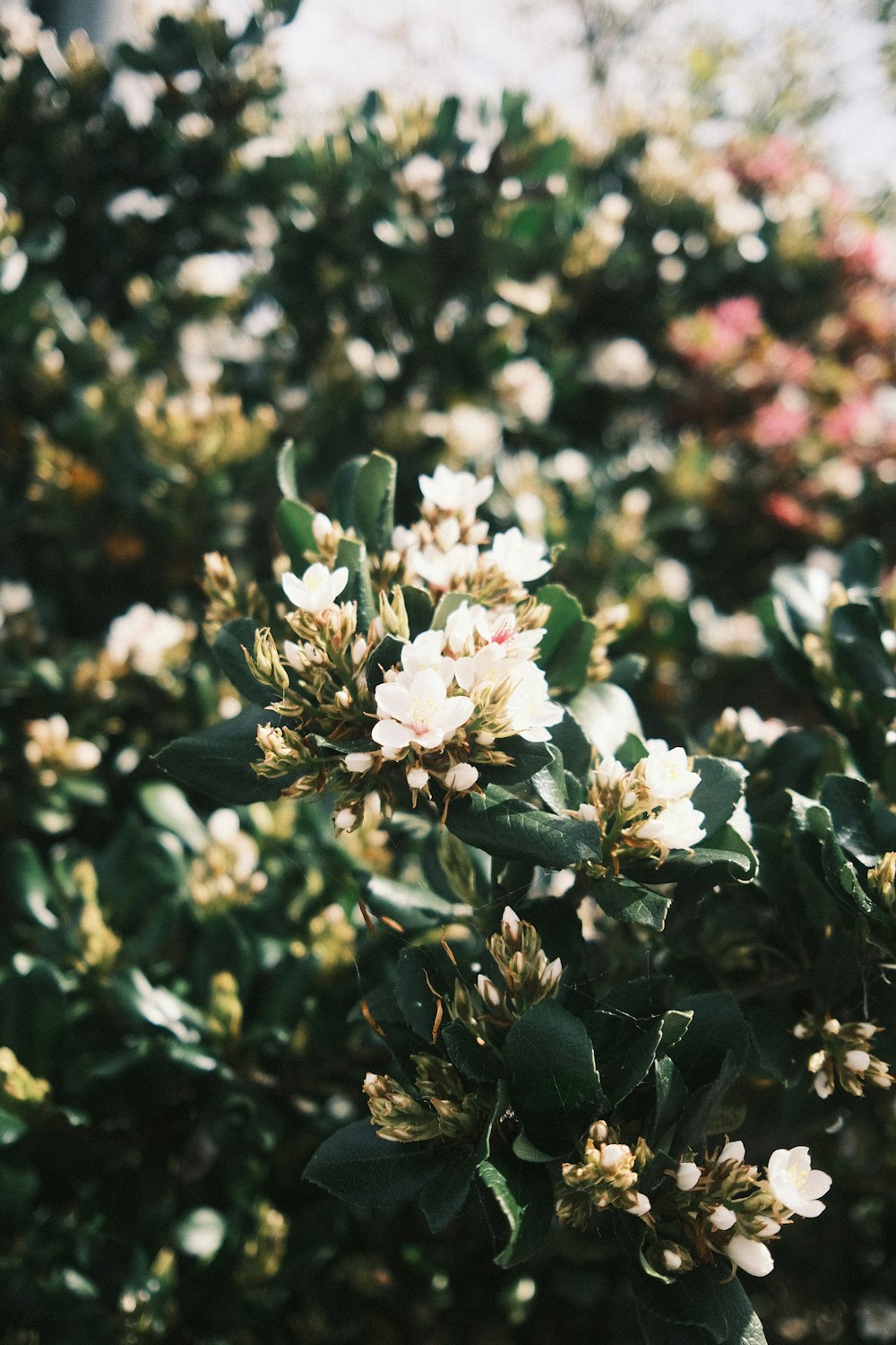 a close up of flowers