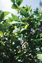 Vibrant fresh fruits hanging on tree branches under sunlight