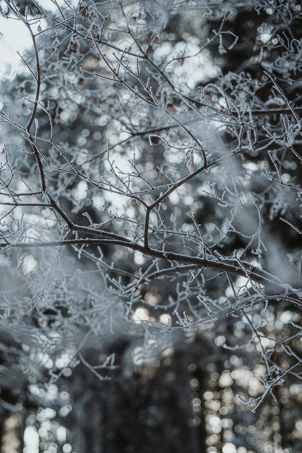 a tree with snow on it