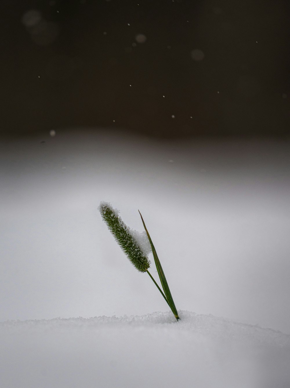 a green plant on a white surface