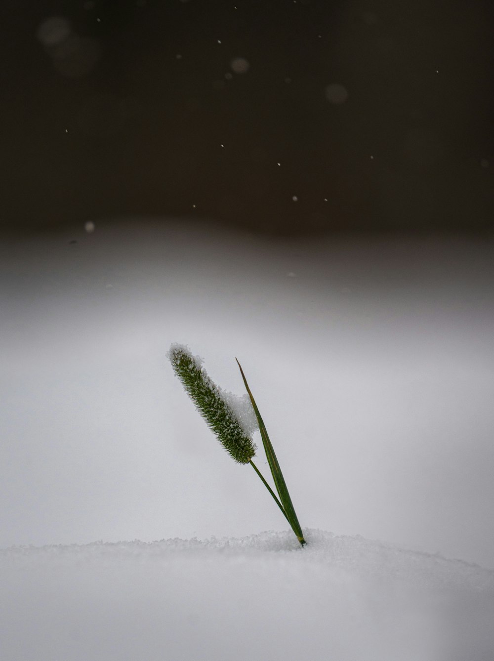 白い表面に緑の植物