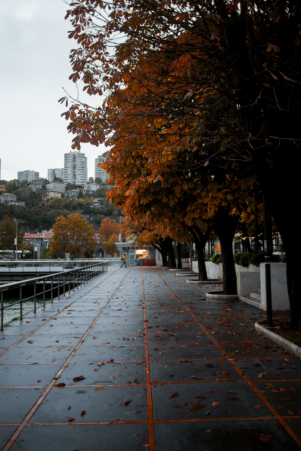 a path with trees on the side