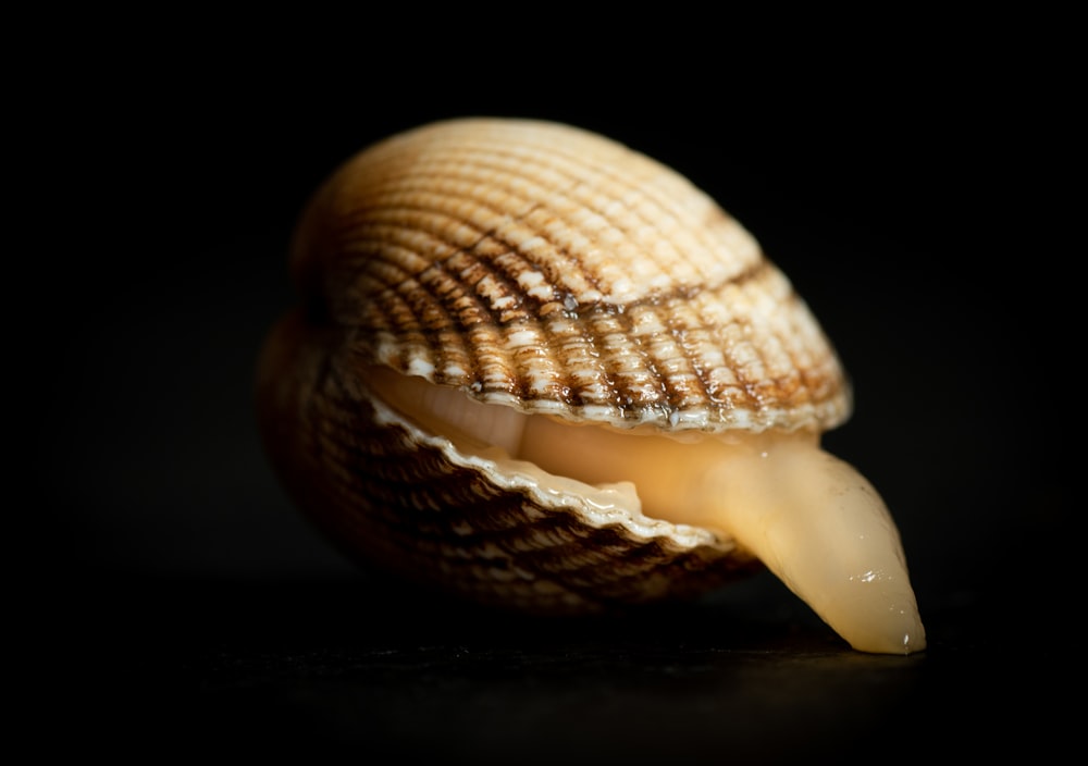 a close-up of a snail