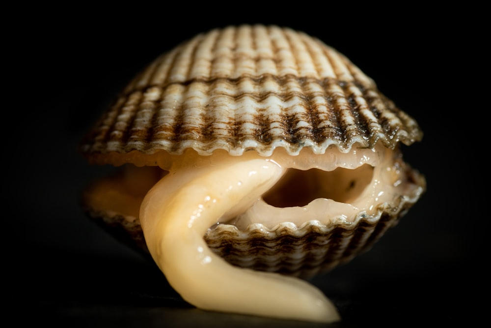 a close-up of a mushroom