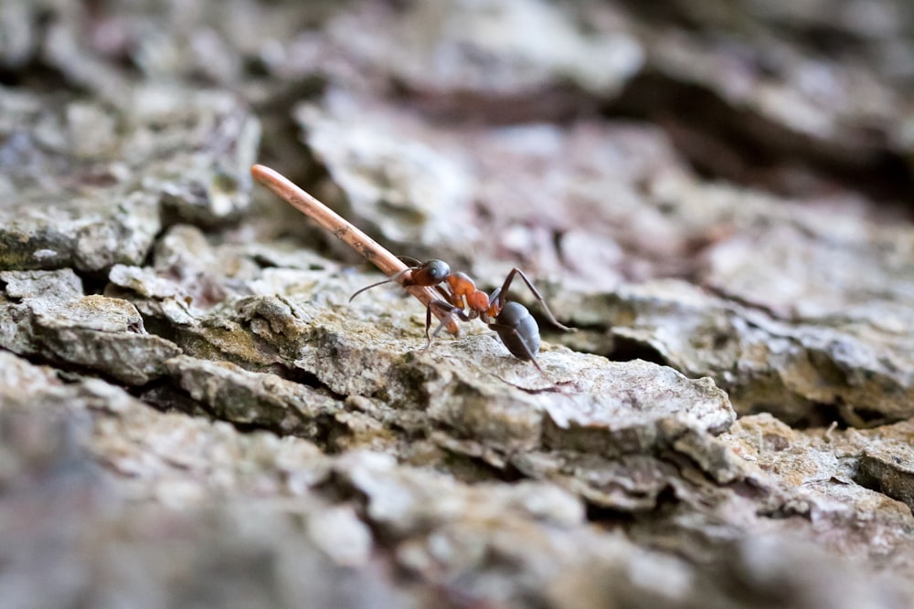 a close up of a bug