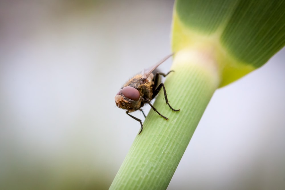 a close up of a bug