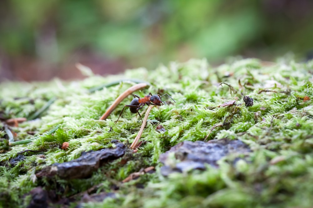 a red ant on moss