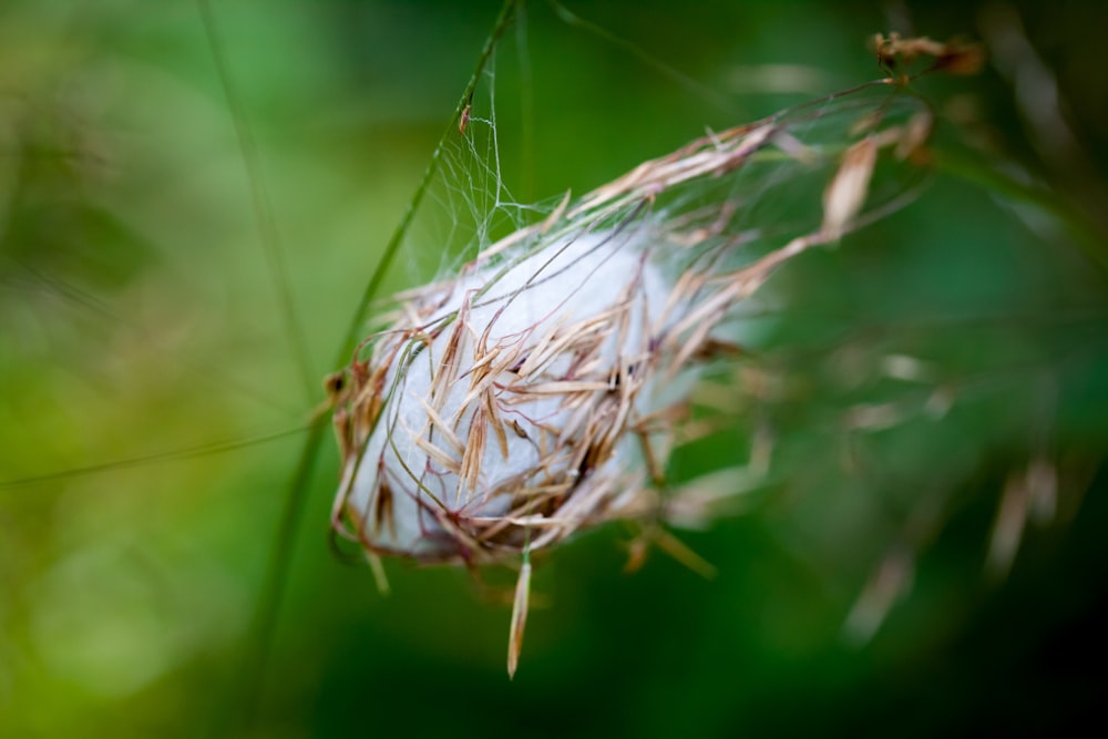 a close up of a bug